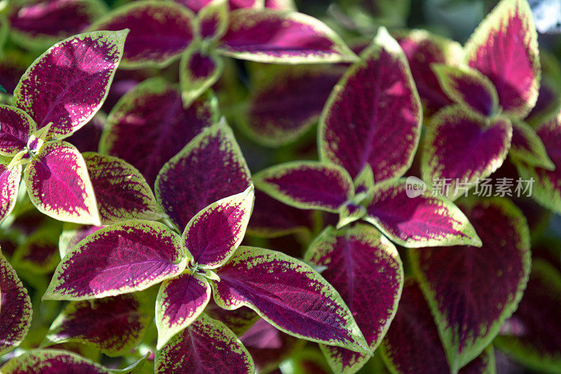 锦紫苏（Plectranthus scutellarioides）